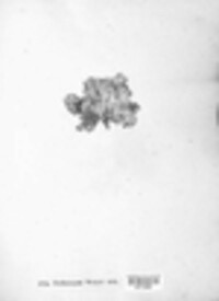 Dermatocarpon luridum image